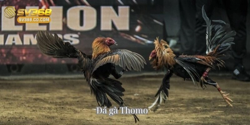 Đá gà Thomo – Đỉnh cao cá cược đấu trường gà