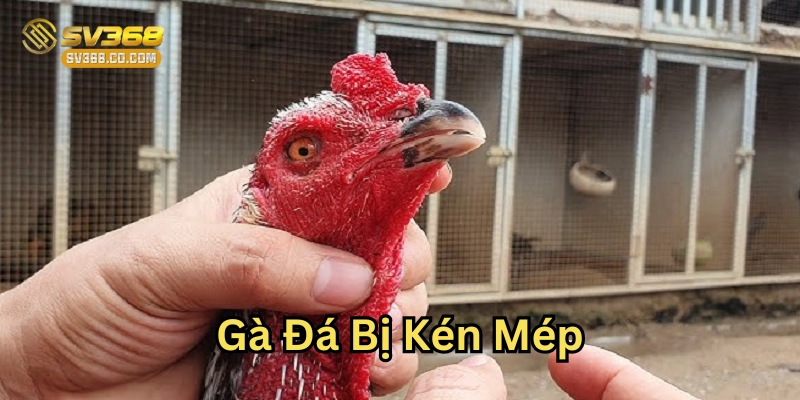 Cách chữa Gà Đá Bị Kén Mép mau hết bệnh