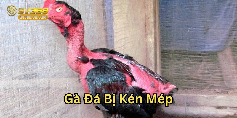 Gà Đá Bị Kén Mép là gì?