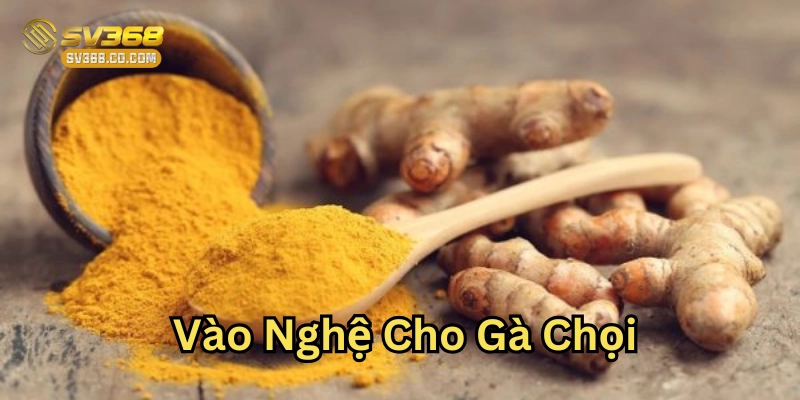 Vào Nghệ Cho Gà Chọi là gì?